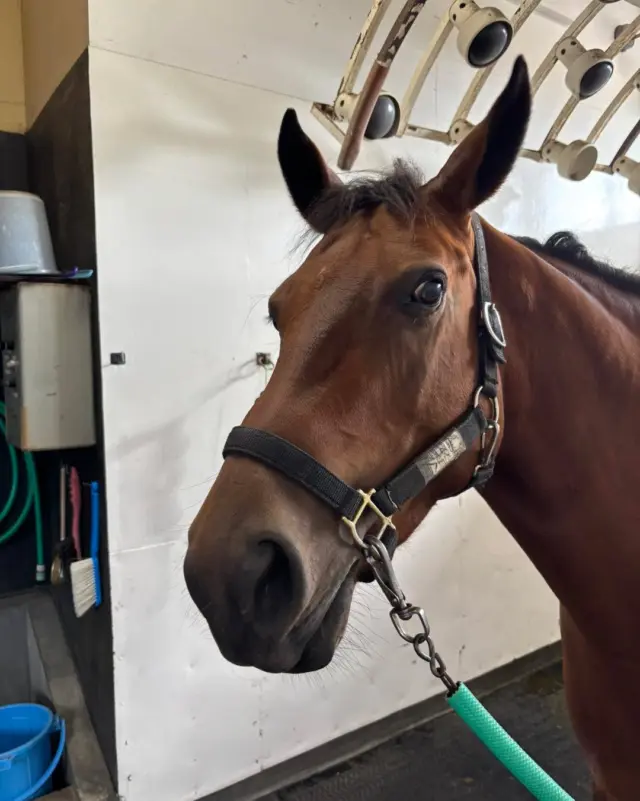 公式〉ひだか・ホース・フレンズ｜日高の牧場で就職したいという方の